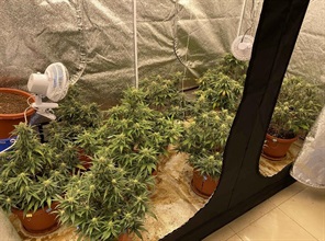 Hong Kong Customs yesterday (October 14) smashed a suspected cannabis growing den in Kwun Tong. Suspected cannabis plants and other suspected dangerous drugs with an estimated market value of about $900,000 were seized. One man was arrested. Photo shows some of the suspected cannabis plants seized at the den.