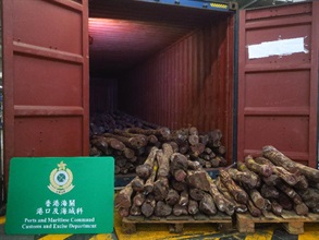 香港海关昨日（十月十五日）在青衣海关验货场一个货柜内检获约九千七百一十公斤怀疑受管制紫檀木材，估计市值约六百万元。这是海关今年破获最大宗走私紫檀木的案件。图示检获的怀疑受管制紫檀木材。