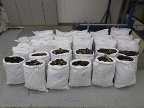 海關十月二十五日在香港國際機場檢獲約三百三十公斤懷疑屬瀕危物種的前口蝠鱝鰓，估計市值約九十萬元。圖示檢獲的前口蝠鱝鰓。