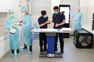 Hong Kong Customs has achieved tremendous breakthroughs in its canine profession this year. The new breeding centre located at the Hong Kong-Zhuhai-Macao Bridge Control Point officially opened in February this year.