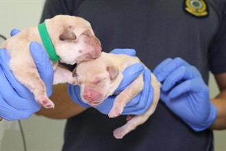 香港海關搜查犬專業今年於各方面取得重大突破，在犬隻繁殖方面實現零的突破，首次成功自行繁殖六隻拉布拉多搜查幼犬。圖示其中兩隻在新設立的犬隻繁育中心誕生的幼犬。