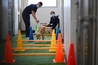 Hong Kong Customs has achieved tremendous breakthroughs in its canine profession this year. The birth of the first batch of six self-bred Labrador puppies was a particularly encouraging breakthrough. Photo shows Customs officers training puppies at the newly built breeding centre.