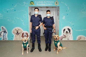 香港海關搜查犬專業今年於各方面取得重大突破，在犬隻繁殖方面實現零的突破，首次成功自行繁殖六隻拉布拉多搜查幼犬。圖示幼犬的母親「菲菲」（左一）和父親「庫柏」（右一）及牠們的領犬員。