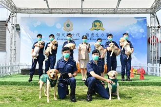 香港海關助理關長（邊境及港口）吳潔貞（後排中）今日（十一月三日）與六隻幼犬、幼犬母親「菲菲」（前排右一）和幼犬父親「庫柏」（前排左一）合照。