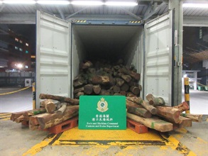 Hong Kong Customs detected three smuggling cases involving scheduled wood logs at the Kwai Chung Customhouse Cargo Examination Compound between October 21 and today (November 9). A total of about 34 tonnes of suspected scheduled wood logs of endangered species, with an estimated market value of about $1.1 million in total, were seized. Photo shows the suspected scheduled wood logs of endangered species seized in the first case.