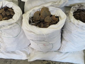 The suspected pangolin scales seized.