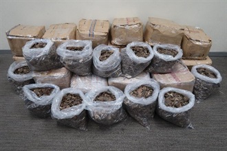 Hong Kong Customs seized about 440 kilograms of suspected pangolin scales with an estimated market value of about $2.2 million at Hong Kong International Airport, To Kwa Wan and Yau Tong from December 29 to today (January 3).
