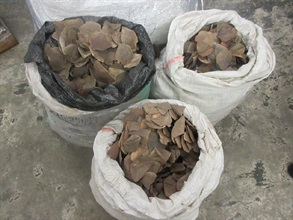 Hong Kong Customs today (July 19) detected a sea-bound cargo smuggling case and seized about 7 300 kilograms of suspected pangolin scales from a container at the Kwai Chung Customhouse Cargo Examination Compound. The value of the seizure was about $14 million. Photo shows the suspected pangolin scales seized.