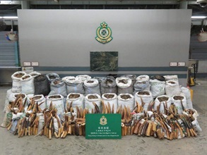 Hong Kong Customs mounted a joint operation with Mainland Customs on January 16 to combat cross-boundary endangered species smuggling activities. Hong Kong Customs seized about 8 300 kilograms of suspected pangolin scales and 2 100 kilograms of suspected ivory tusks with an estimated market value of about $62 million from a container at the Kwai Chung Customhouse Cargo Examination Compound. Photo shows some of the suspected pangolin scales and ivory seized.