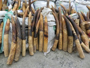 Hong Kong Customs mounted a joint operation with Mainland Customs on January 16 to combat cross-boundary endangered species smuggling activities. Hong Kong Customs seized about 8 300 kilograms of suspected pangolin scales and 2 100 kilograms of suspected ivory tusks with an estimated market value of about $62 million from a container at the Kwai Chung Customhouse Cargo Examination Compound. Photo shows some of the suspected ivory tusks seized.