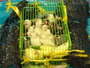 香港海關二月二日在落馬洲支線管制站檢獲六十隻懷疑非法進口活禽鳥，包括二十隻懷疑屬瀕危物種的活禽鳥，估計市值約六百元。圖示部分檢獲的懷疑非法進口活禽鳥。