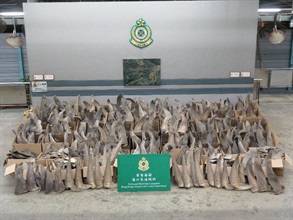 Hong Kong Customs mounted a special operation codenamed "Pathfinder" to combat cross-boundary smuggling activities before and during the Lunar New Year holiday. Photo shows about 600 kilograms of suspected scheduled dried shark fins of endangered species with an estimated market value of about $1.2 million seized from a container at the Kwai Chung Customhouse Cargo Examination Compound.