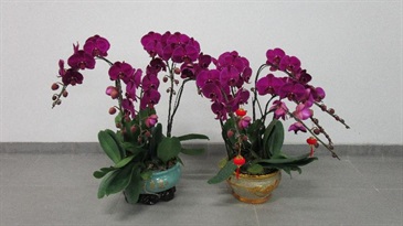 Hong Kong Customs mounted a special operation codenamed "Pathfinder" to combat cross-boundary smuggling activities before and during the Lunar New Year holiday. Photo show some of the suspected scheduled orchids seized.