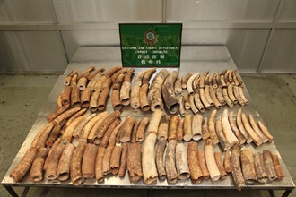 Hong Kong Customs seized a total of 113 ivory tusks from an air transshipment cargo at Super Terminal 1, Hong Kong International Airport. The seized ivory tusks are 300 kilograms in weight, with value about $3 million.