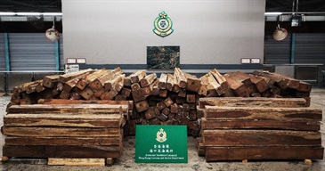 香港海關昨日（四月十六日）在葵涌海關大樓驗貨場兩個貨櫃內檢獲約五萬四千二百公斤懷疑黃檀屬木材，估計市值約二百二十萬元。