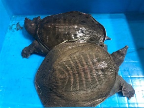 Hong Kong Customs yesterday (May 5) seized 216 suspected illegally imported Chinese soft-shelled turtles and 75 red-eared sliders with an estimated market value of about $30,000 at Lok Ma Chau Control Point. Photo shows two of the suspected illegally imported Chinese soft-shelled turtles seized.