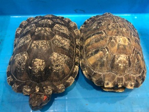 Hong Kong Customs yesterday (May 5) seized 216 suspected illegally imported Chinese soft-shelled turtles and 75 red-eared sliders with an estimated market value of about $30,000 at Lok Ma Chau Control Point. Photo shows two of the suspected illegally imported red-eared sliders seized.