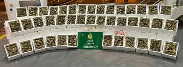 Hong Kong Customs and the Centre for Food Safety of the Food and Environmental Hygiene Department mounted joint operations at Shenzhen Bay Control Point on October 24 and yesterday (October 25) and seized a total of about 12 000 suspected smuggled hairy crabs and about 700 kilograms of suspected smuggled frozen food with a total estimated market value of about $650,000. Photo shows the suspected smuggled hairy crabs seized.