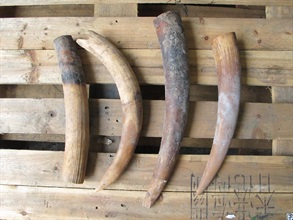 The seized ivory tusks.