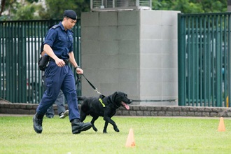 香港海關今日（五月十五日）在香港海關學院舉辦「香港執法犬研討會」。圖示參與執法犬聯合演練的犬隻及其領犬員。