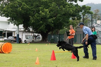 Hong Kong Customs hosted a seminar on government dogs called the "Hong Kong Government Canine Forum" today (May 15) at Hong Kong Customs College. Photo shows part of the group exercise by government dogs and their handlers.