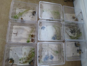 Hong Kong Customs today (October 14) seized suspected endangered species items including 24 frogs, 46 turtles and 52 chameleons at Lok Ma Chau Control Point. Picture shows suspected endangered frogs.