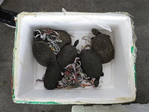 Hong Kong Customs today (October 14) seized suspected endangered species items including 24 frogs, 46 turtles and 52 chameleons at Lok Ma Chau Control Point. Picture shows suspected endangered turtles.