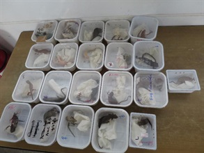 Hong Kong Customs today (October 14) seized suspected endangered species items including 24 frogs, 46 turtles and 52 chameleons at Lok Ma Chau Control Point. Picture shows suspected endangered chameleons.
