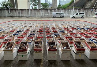 Hong Kong Customs and law enforcement agencies of the Mainland mounted a joint anti-smuggling operation codenamed "JL" from July to September this year to vigorously combat cross-boundary lobster smuggling activities. During the operation, law enforcement officers in Hong Kong and the Mainland detected three lobster sea smuggling cases and arrested 13 persons suspected to be connected with the cases. A total of about 5 300 kilograms of suspected smuggled lobsters from Australia with an estimated market value of about $4.2 million were seized. Photo shows about 3 100kg of suspected smuggled Australian lobsters seized by Hong Kong Customs.