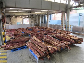 香港海關今日（二月九日）在葵涌海關大樓驗貨場的一個貨櫃內檢獲約八千五百九十公斤懷疑紫檀木材，估計市值約六百萬元。