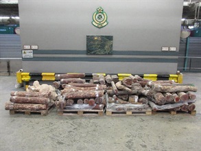 Hong Kong Customs yesterday (February 15) seized about 5 150 kilograms of suspected Pterocarpus santalinus wood logs from two containers at the Kwai Chung Customhouse Cargo Examination Compound. The estimated market value of the seizure was about $6.2 million.