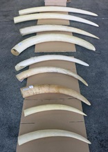 Hong Kong Customs today (April 21) seized about 75 kilograms of suspected ivory tusks with an estimated market value of about $1.1 million at Lok Ma Chau Control Point.