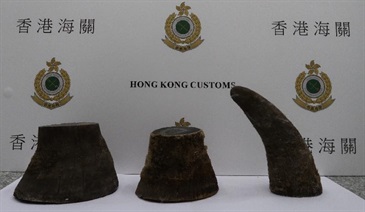 香港海關今日（六月九日）在香港國際機場檢獲約二點五公斤懷疑犀牛角，估計市值約五十萬元。