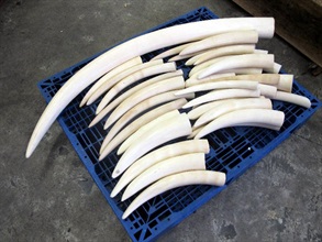 Polished ivory tusks seized in the operation.