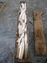 Ivory tusks hidden inside a wooden crate.