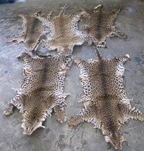 Seized leopard skins.