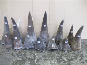 Seized rhino horns.