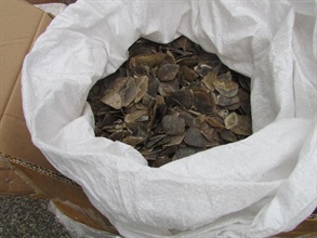 The seized pangolin scales.