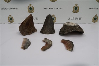 Hong Kong Customs today (August 12) seized about 2.6 kilograms of suspected rhino horns with an estimated market value of $520,000 at the Hong Kong International Airport. Picture shows the suspected rhino horns seized.