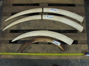 Some of the seized ivory tusks.