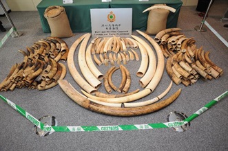 The seized ivory tusks.
