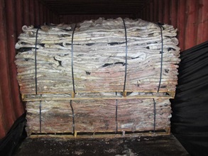 Hong Kong Customs seized about 494 kilogrammes of dried seahorses from three 20-foot containers arriving from Peru during a two-day operation on January 15 and 16. Picture shows piles of leather inside one of the containers.