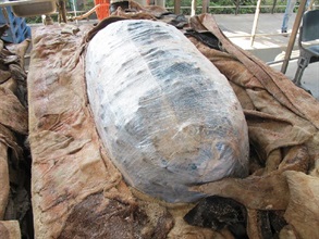 Customs officers found dried seahorses in plastic bags upon unveiling the leather.