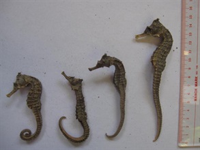 Pictures shows dried seahorses seized by Customs Officers.
