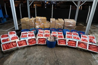Hong Kong Customs yesterday (June 26) conducted an anti-smuggling operation and smashed an organised high-value seafood smuggling syndicate for the first time. A total of about 5.2 tonnes of suspected smuggled chilled fish with an estimated market value of about $1 million were seized in Sha Tau Kok.