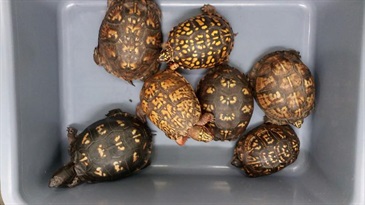Hong Kong Customs yesterday (October 25) seized seven live suspected box turtles, an endangered species, with an estimated market value of about $14,000 at Shenzhen Bay Control Point.