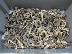 Hong Kong Customs today (October 27) seized about 1 kilogram of suspected dried seahorses, an endangered species, with an estimated market value of about $10,000 at Lok Ma Chau Spur Line Control Point.