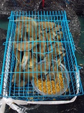 香港海關今日（七月十八日）在羅湖管制站檢獲一百二十三隻懷疑非法進口活雀鳥，估計市值約三百元。