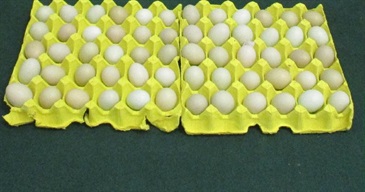Hong Kong Customs mounted a special operation codenamed "Chameleon" in September at land boundary, rail and ferry control points to strengthen enforcement against smuggling activities making use of children. Photo shows some of the suspected smuggled poultry eggs seized.