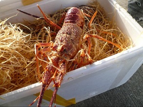 Unmanifested seafood, including lobsters, abalone, geoducks and oysters, were seized in the joint operation. Photo shows a lobster that was seized.